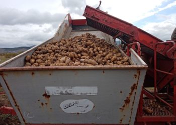 Agrarians of Transbaikalia started harvesting potatoes