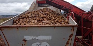 Agrarians of Transbaikalia started harvesting potatoes