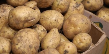 More than 18 thousand tons of potatoes have already been harvested in the Stavropol Territory