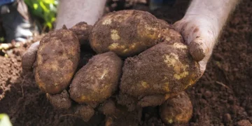 Australia: Ballarat potato growers ask McCain for 78 per cent price increase