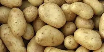 Thai promise for Australian potatoes