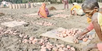 Good prices driven by consumer demand in Bangladesh