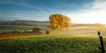 Decreasing acreage in Belgium