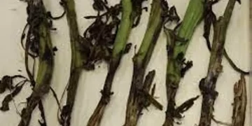 Fact sheet: Managing blackleg in potatoes