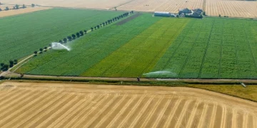 Drought will mean poor quality potato crop and financial losses, British farmers say