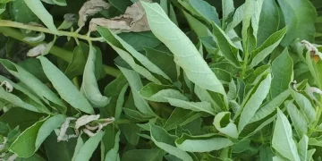 Potato specialist: ‘Keep an eye out for signs of heat stress in your potato crops’