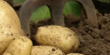 German production growing