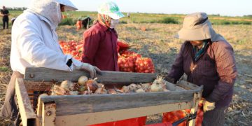 Early varieties of onions are being harvested in the Kizlyar region