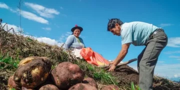 FAO supports Peru’s proposal to establish an ‘International Potato Day’