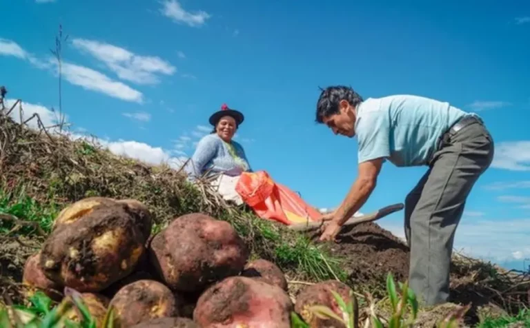 FAO supports Peru’s proposal to establish an ‘International Potato Day’