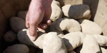 Supporting regenerative practices: McDonald’s Canada and McCain Foods partner to launch ‘Future of Potato Farming Fund’