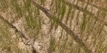 ‘Very scary’: European agriculture hit hard by climate change and drought