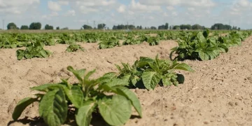 Protect potato crops from pests and disease for strong early-season stands that deliver