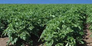 Farmers in the UK warn that the dry weather could affect some of their crops seriously