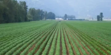 Reduced seeded area in Canada