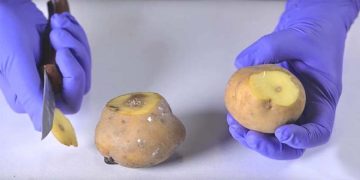 GM PiperPlus 1.0 Potato Ready for Commercialization