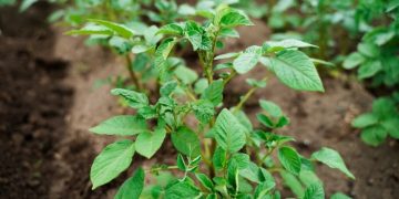 Rosselkhoztsentr warned about the massive spread of potato late blight