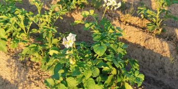 Potatoes in Spain fertilized with seaweed