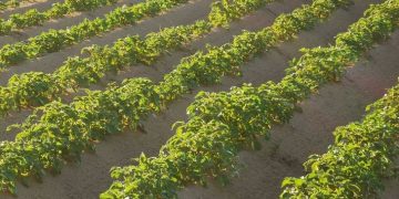 Electric desiccation of potato tops instead of agrochemicals