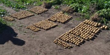 400 tons of potatoes harvested in Novgorod region
