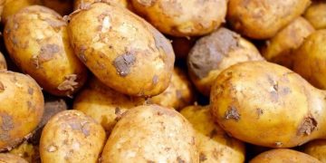 35 tons of potatoes were harvested in the Khabarovsk Territory
