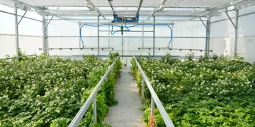 The Governor noted the export potential of potato planting material from the Moscow region