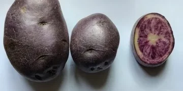 Names chosen for new varieties of potatoes in Udmurtia