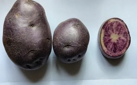 Names chosen for new varieties of potatoes in Udmurtia 41 Names chosen for new varieties of potatoes in Udmurtia