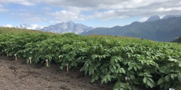 Six varieties of potatoes of the Fat-Agro enterprise are grown in Armenia