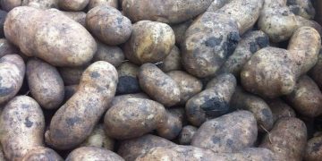 North Ossetian enterprise is ready to completely replace the import of potato seeds