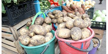 In the Tula region, the area under potatoes and vegetables is increasing