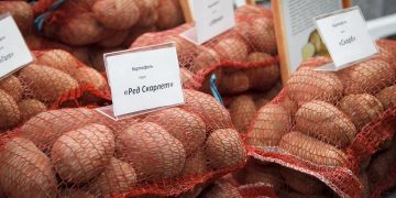 Melenkovsky district of the Vladimir region began harvesting early potatoes