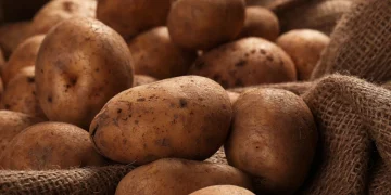 In the Lipetsk region began to harvest potatoes
