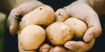 Thousands attend open farm events