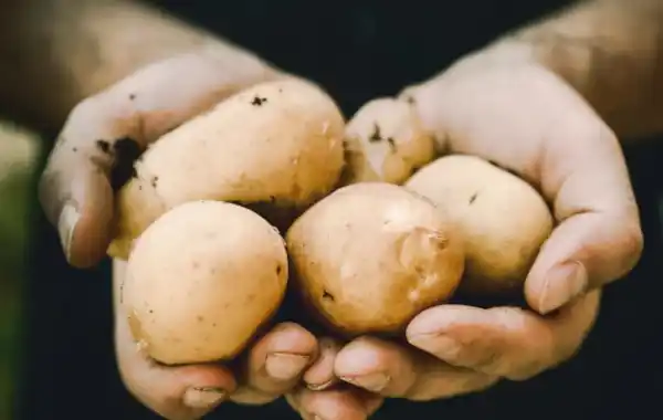 Thousands attend open farm events