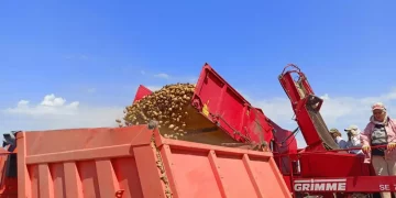 HARVESTING OF EARLY POTATOES IS COMPLETED IN THE PRIKUMIE OF THE STAVROPOL REGION