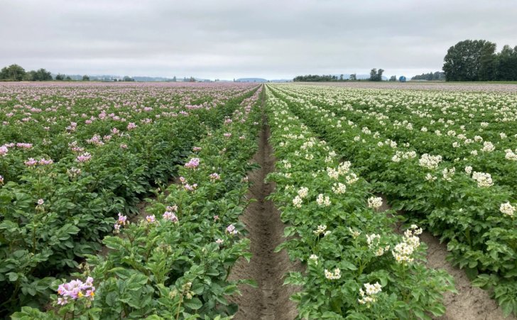 potato plants blooming in a field in northwestern washington 1200