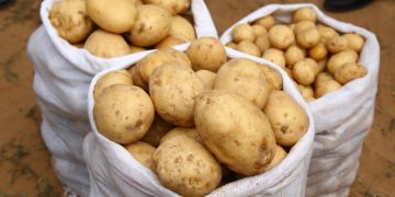 Astrakhan farmers will start growing Belarusian varieties of potatoes