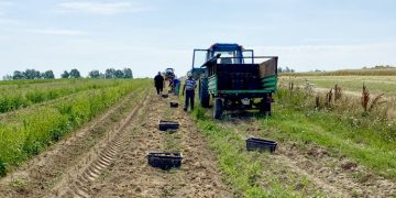 Harvesting of early potatoes started in the fields of “ROTA-AGRO”