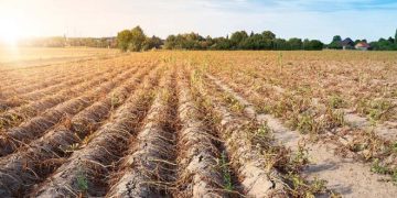 Potato Crops With no Water ‘Under Severe Pressure’