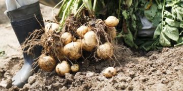 UNPT Calls for Sustained Potato Grower Support from Industry Players