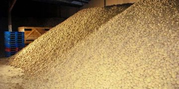 2022 Shandong Potato Storage Decreasing