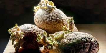 General Potato Planting Areas Reduction in 2022