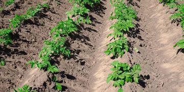 European Growers Are Hopeful About This Year’s Potato Crops After Rainfalls