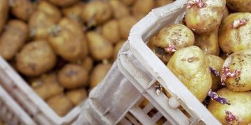 Germany’s New Potato Seed Supplier