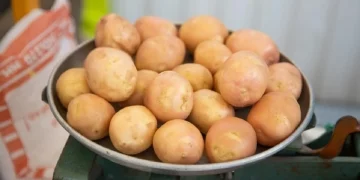 In the Rostov region, 45 tons of potatoes for the colonists will be purchased for 585 thousand rubles