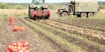 35 TONS OF YOUNG POTATOES WERE PICKED IN KHABAROVSK REGION