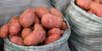Limansky district shipped about 68 thousand tons of potatoes