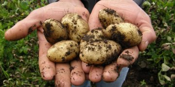 Potatoes before harvest. Vegetation assessment and current prices