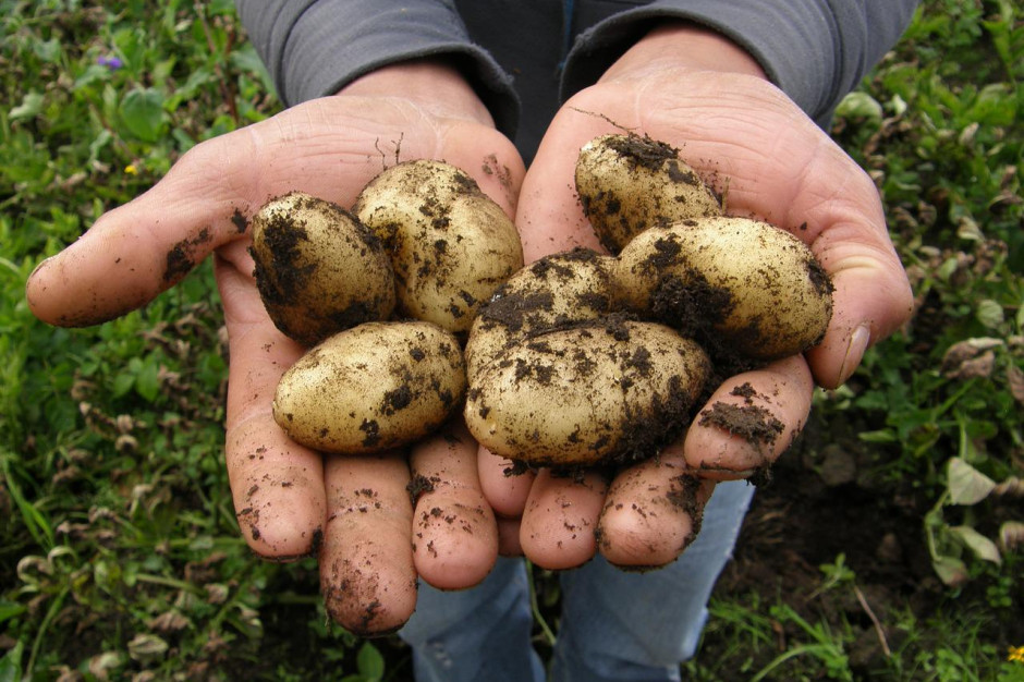 Potatoes before harvest. Vegetation assessment and current prices